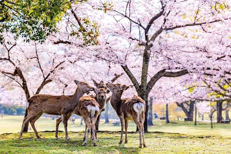 Nara đẹp nhất vào mùa xuân, nhất là khi hoa anh đào nở rộ.