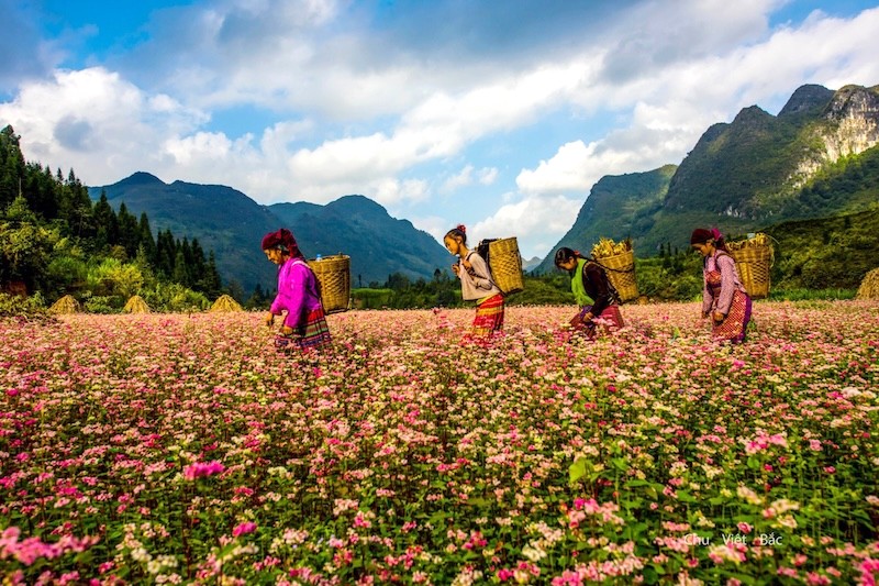 Hà Giang đẹp nhất vào mùa vàng, mùa hoa tam giác mạch và mùa xuân -  ba thời điểm lý tưởng để khám phá vùng cao nguyên đá.