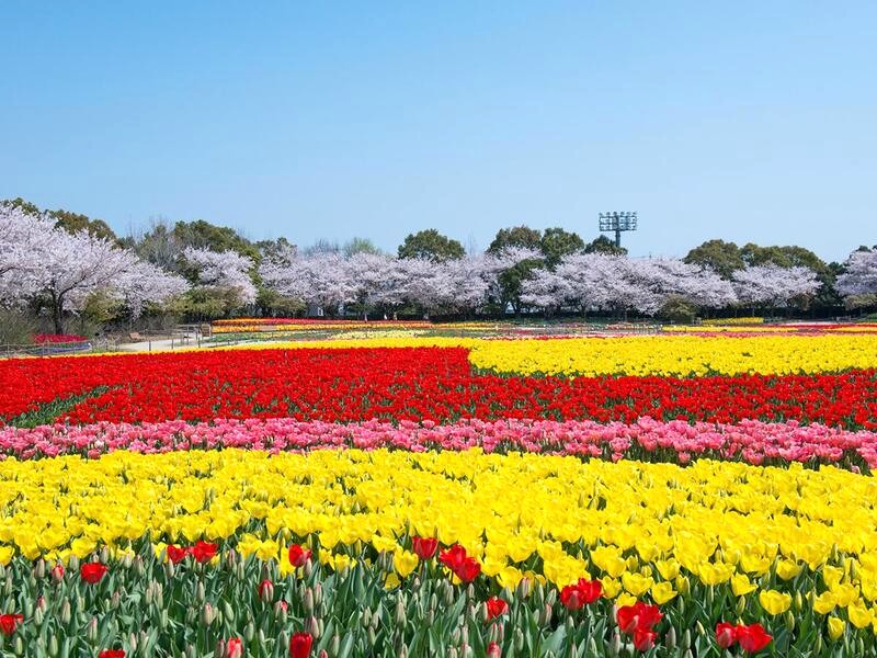 Nabana no Sato, công viên hoa ở Kuwana, tỉnh Mie, thuộc Khu nghỉ dưỡng Nagashima.