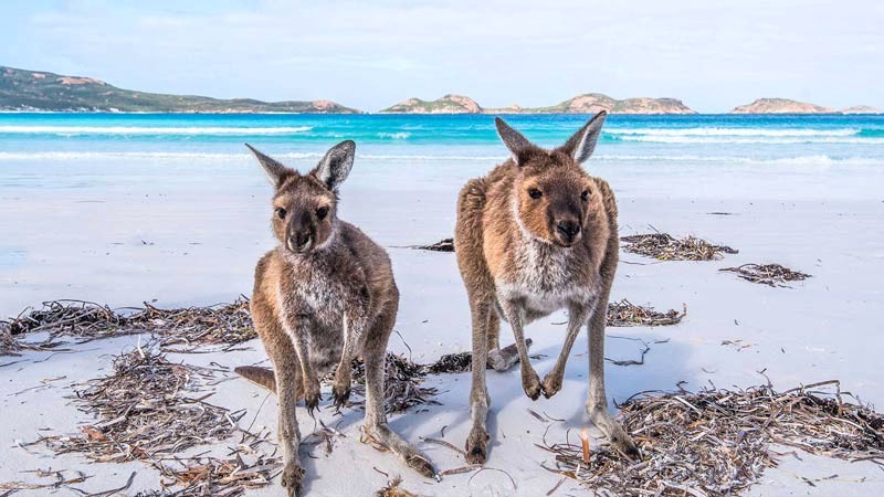 Úc: Xứ sở của Kangaroo! 🦘