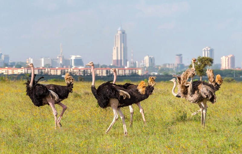 Công viên quốc gia Nairobi rộng lớn, là nhà của hơn 100 loài động vật.