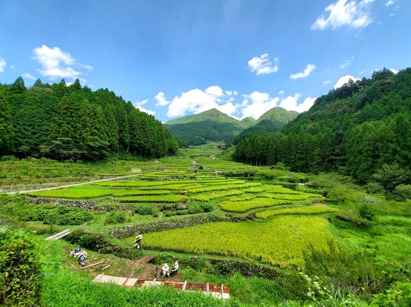 Yotsuya Senmaida: ruộng bậc thang tuyệt đẹp trên núi Kurakake.