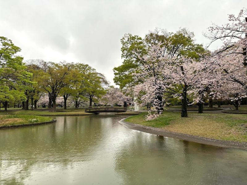 Công viên Yoyogi ngập sắc hoa anh đào.