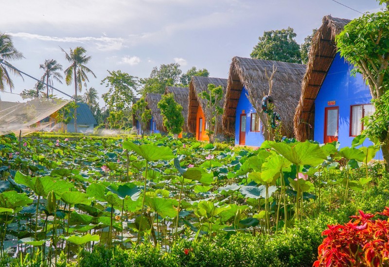 Khu du lịch chủ yếu trồng hoa sen.