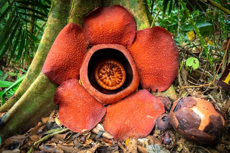 Rafflesia Hiking là chuyến phiêu lưu khám phá loài hoa lớn nhất thế giới - Rafflesia - ẩn mình trong lòng Công viên Quốc gia Khao Sok. Được phát hiện bởi nhà tự nhiên học Louis Deschamps vào năm 1797, Rafflesia mang đến trải nghiệm như một nhà thám hiểm thực thụ.