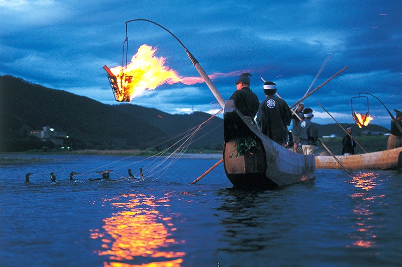 Chim cốc câu cá sông Nagara.