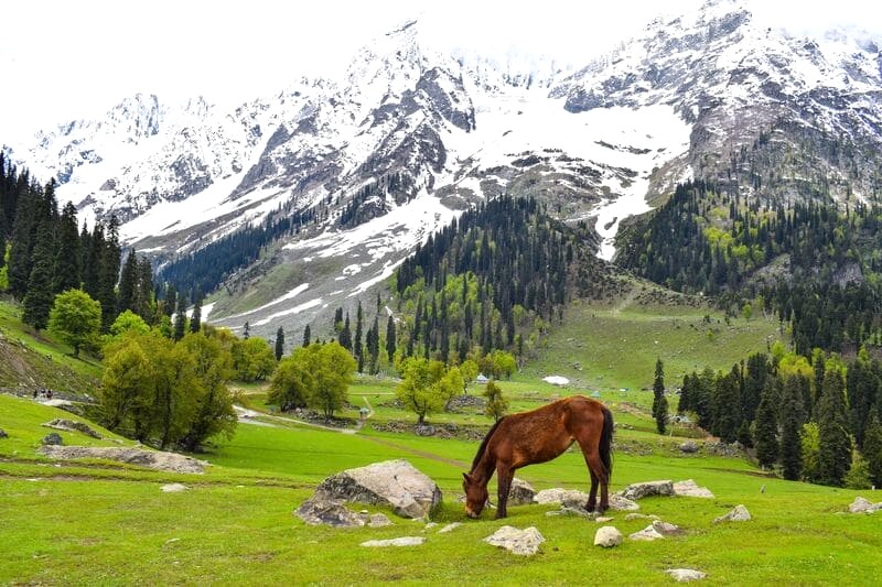 Kashmir: Nét đẹp văn hóa rạng rỡ hòa quyện cùng thiên nhiên hùng vĩ.