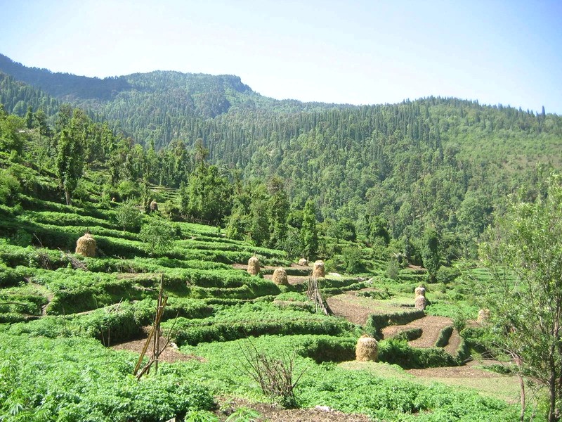 Ruộng bậc thang Himalaya, Ấn Độ.