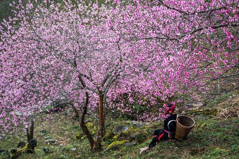 Hoa Hà Giang: Nét đẹp say lòng du khách.