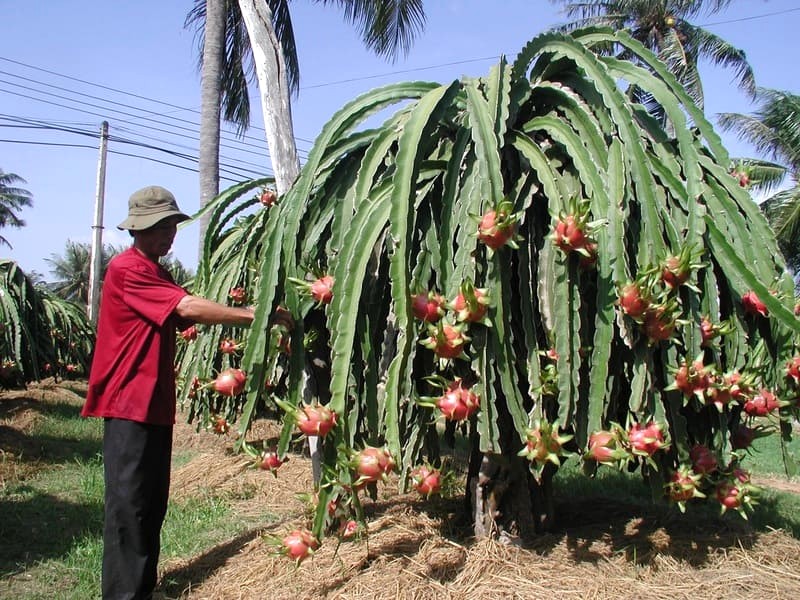 Hàm Thuận Nam (Bình Thuận) nổi tiếng với thanh long.