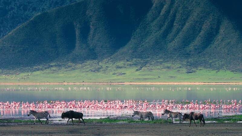 Tanzania: Hòa mình vào thiên nhiên hoang dã, rừng xanh ngút ngàn và thế giới động vật phong phú.