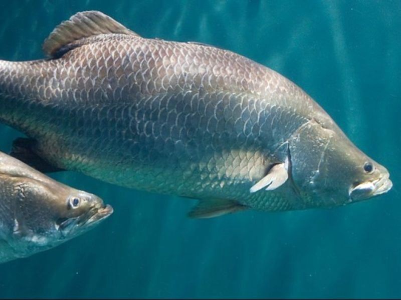 Cá Barramundi ngoài đời.