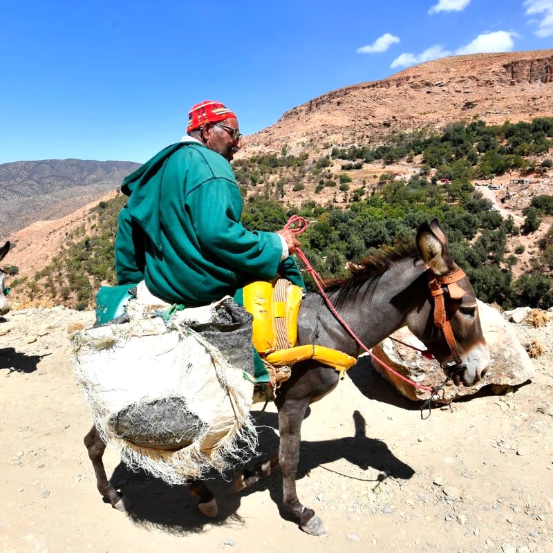 Lừa là phương tiện phổ biến khi du lịch Maroc.