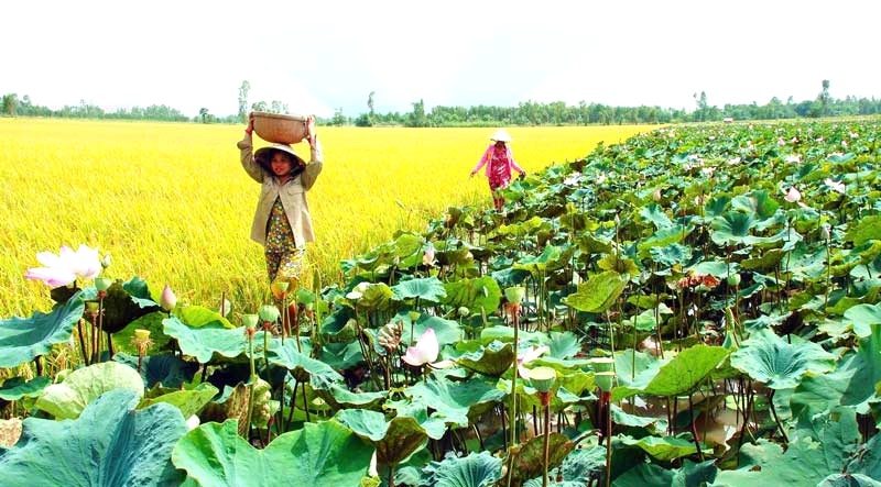 Đồng Tháp: Sen hồng, cò trắng bay.