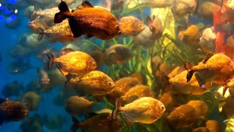 Aquaria KLCC là thủy cung duy nhất trên thế giới nuôi cá Piranha.