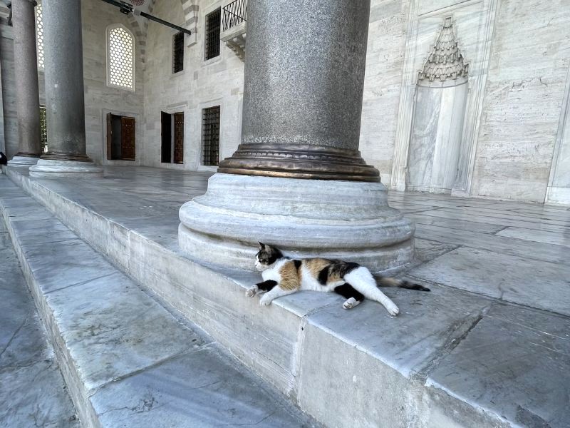 Istanbul: Thiên đường của mèo, được yêu chiều hết mực. (Ảnh: Tamerlan Mammadov)