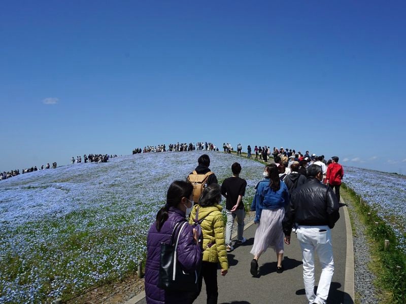 Hitachi Seaside Park thu hút du khách bởi sắc màu rực rỡ của muôn hoa. (Ảnh: kaz36)