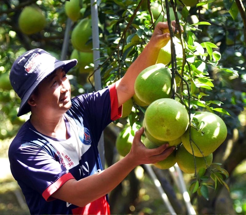 Hái trái vườn tươi ngon.