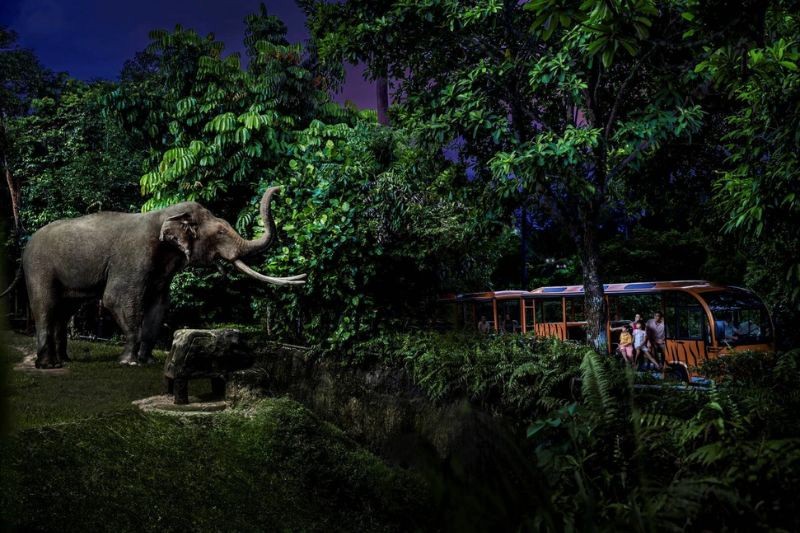 Khám phá Night Safari bằng xe điện, trải nghiệm đa dạng địa hình rừng.