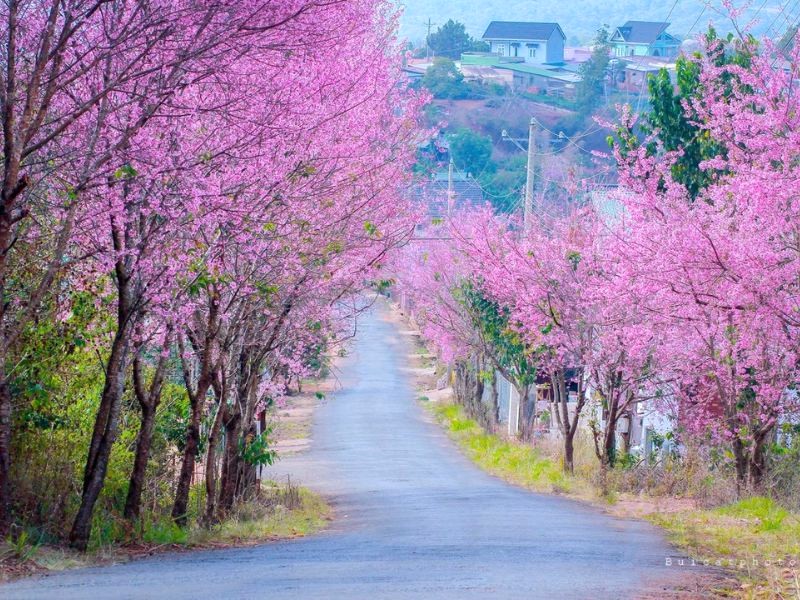 Dạo phố Đà Lạt ngập hoa anh đào ngày Tết.