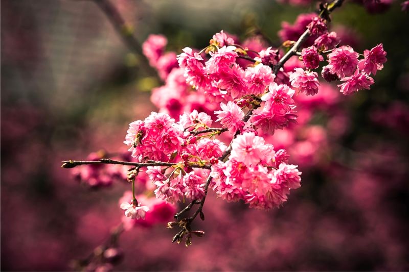 Yaezakura, hay hoa anh đào kép, nổi bật với nhiều tầng cánh hoa, tạo nên vẻ đẹp lộng lẫy.