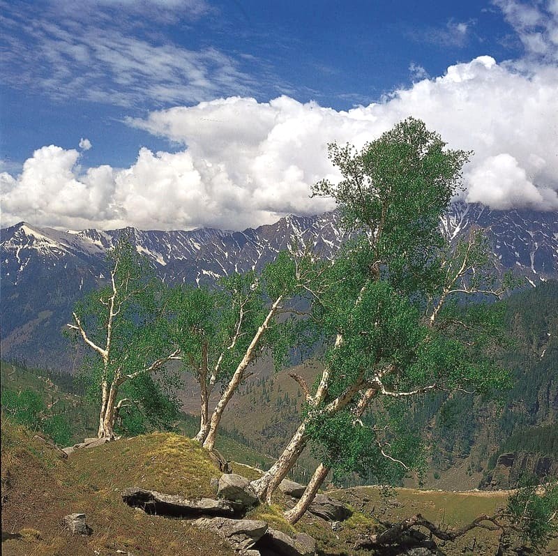 Bạch dương Tây Himalaya, Jammu & Kashmir, Ấn Độ.