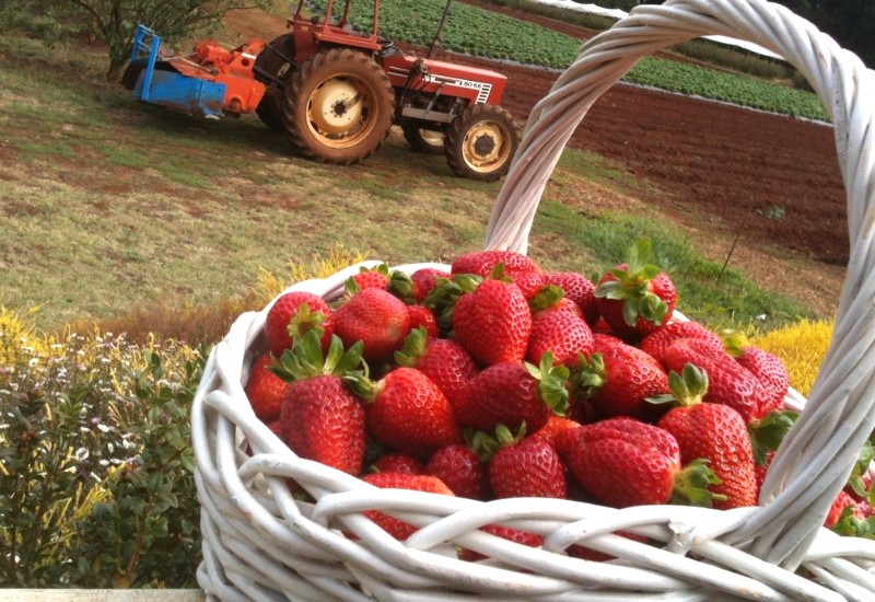 Hái dâu tây vườn Dandenong 🍓