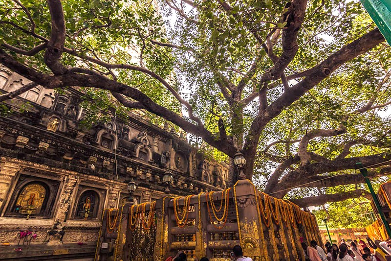 Cây Bồ Đề: Nơi linh thiêng nhất Bodh Gaya.