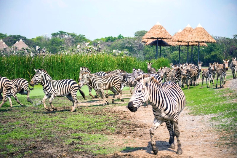 Nhiều cách di chuyển đến Safari World từ trung tâm Bangkok.