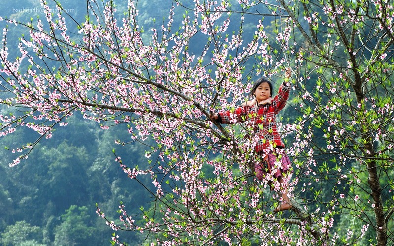 Mai Châu rạng ngời sắc xuân.