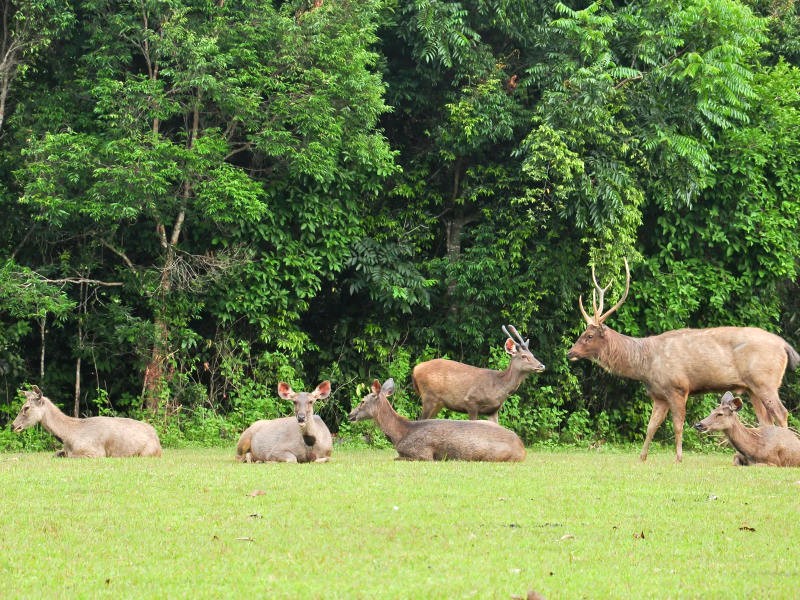 Khao Yai: thiên đường cho những tâm hồn yêu thiên nhiên.