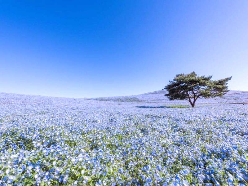 Nemophila xanh dịu mát, mùa hè rực rỡ. (Ảnh: Klook)