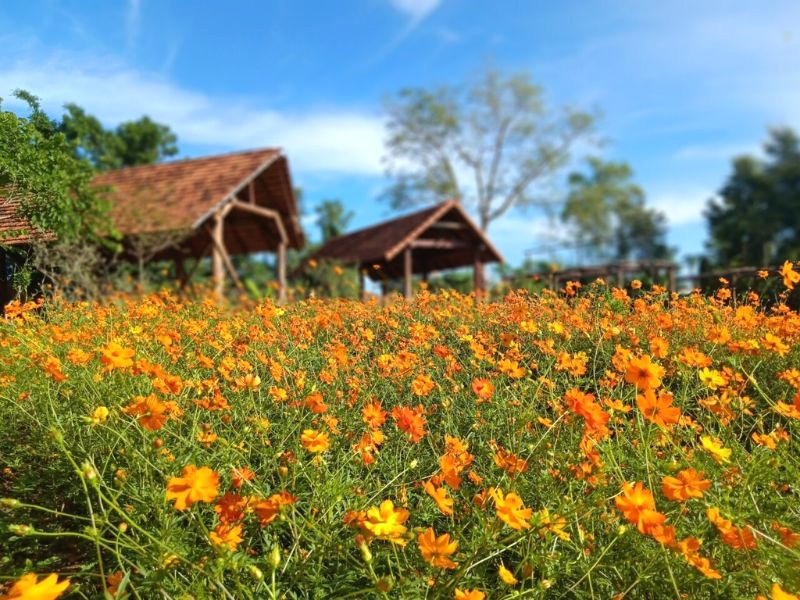 Hoa nở rộ, Troh Bư thu hút du khách. (Ảnh: Khu du lịch Troh Bư)