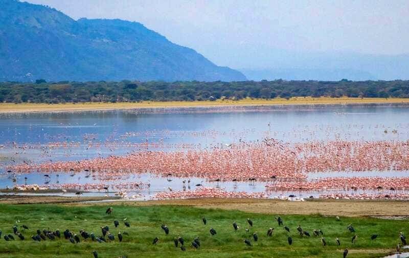 Công viên quốc gia hồ Manyara nổi tiếng với động vật hoang dã phong phú và chim quý hiếm.