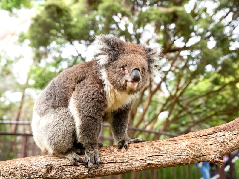 Sở thú Melbourne tọa lạc tại công viên Hoàng gia Parkville.