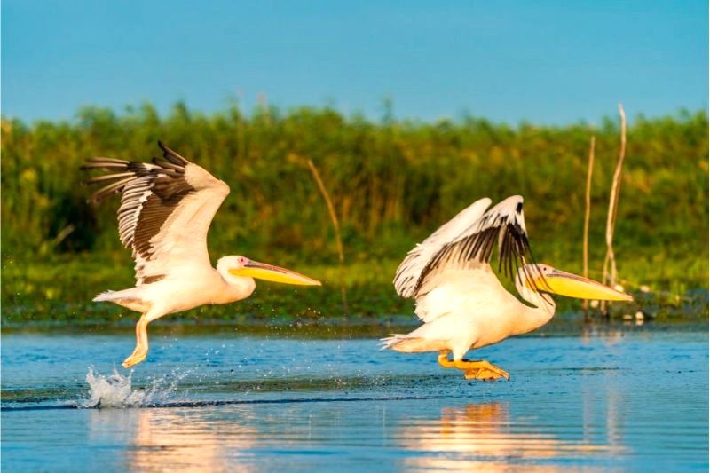 Đồng bằng Danube được UNESCO công nhận Di sản thế giới nhờ hệ sinh thái phong phú.