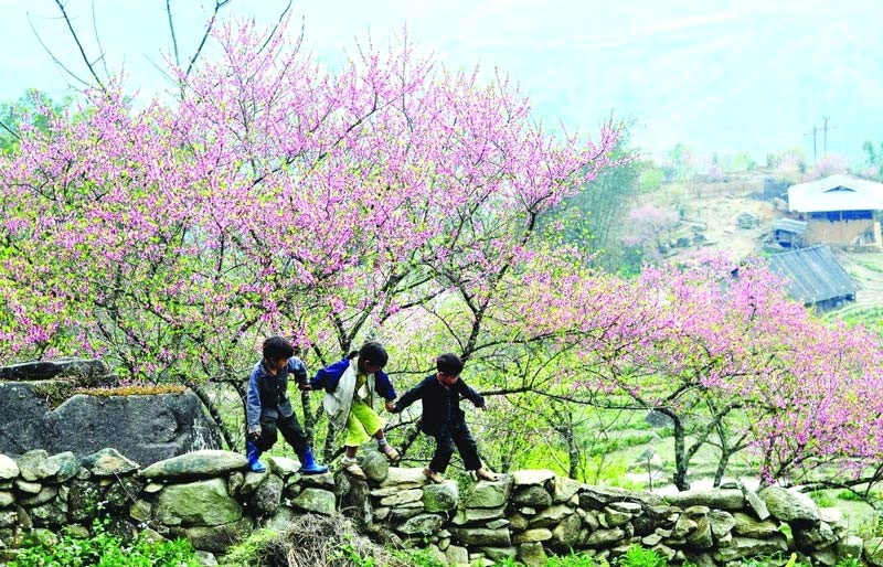 Hà Giang rực rỡ sắc xuân ngày Tết.