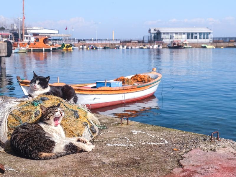 Nựng mèo ở Istanbul? Thoải mái! (Ảnh: Asurobson)