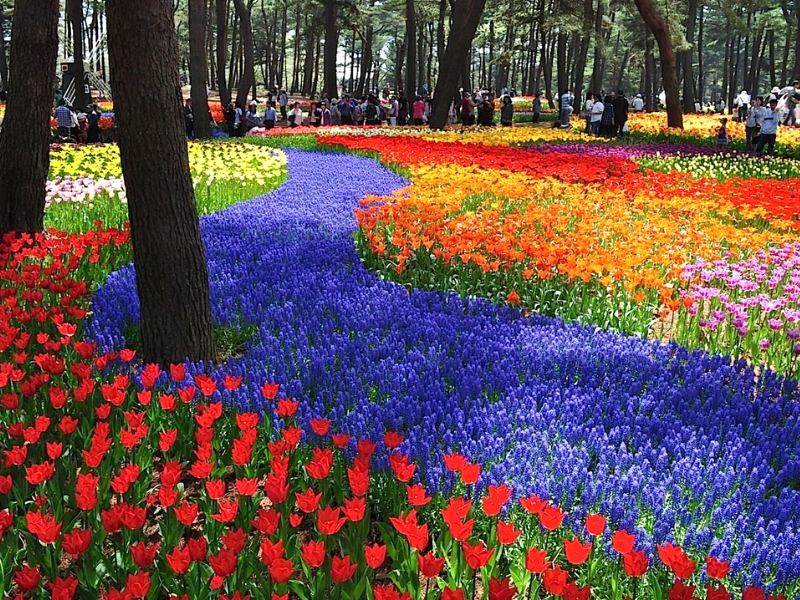 Oải hương tím biếc tô điểm thêm vẻ thơ mộng cho Hitachi Park. (Ảnh: The Golden Scope)