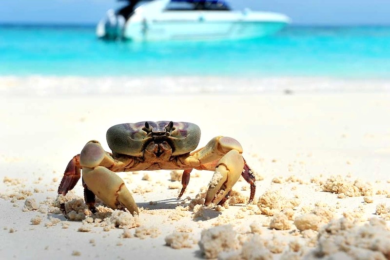 Koh Tachai: Hệ sinh thái phong phú.