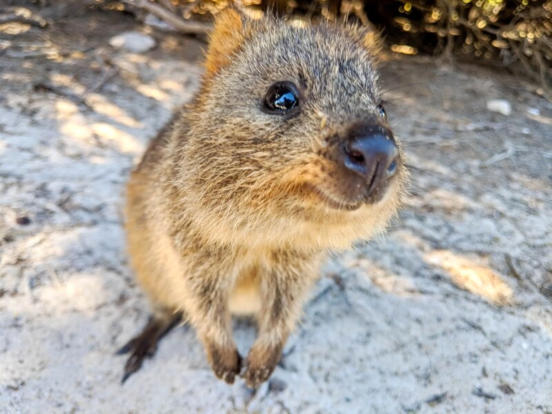 Chụp hình cùng Quokka đáng yêu trên đảo!