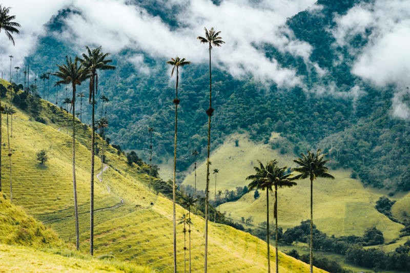 Valle de Cocora: thiên đường cho những ai yêu thiên nhiên và phiêu lưu.