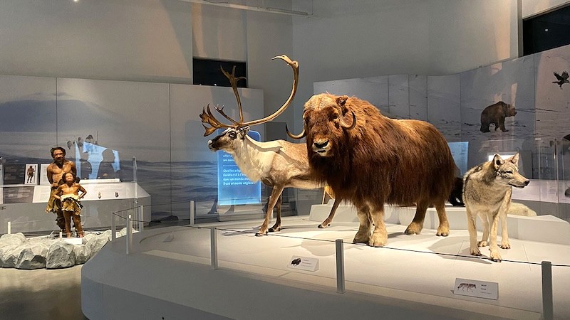 Khám phá thế giới tự nhiên kỳ vĩ tại Bảo tàng thiên nhiên Canada (Musée Canadien de la Nature).