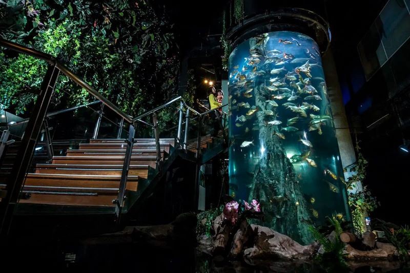 Aquaria KLCC, tầng 2, là nhà của những loài cá khổng lồ, từ cá đuối gai độc đến cá mắt đỏ.