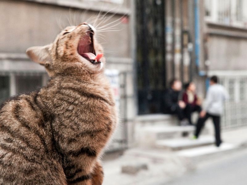 Istanbul: Thiên đường cho những người yêu mèo! 😻 Ảnh: benstevens