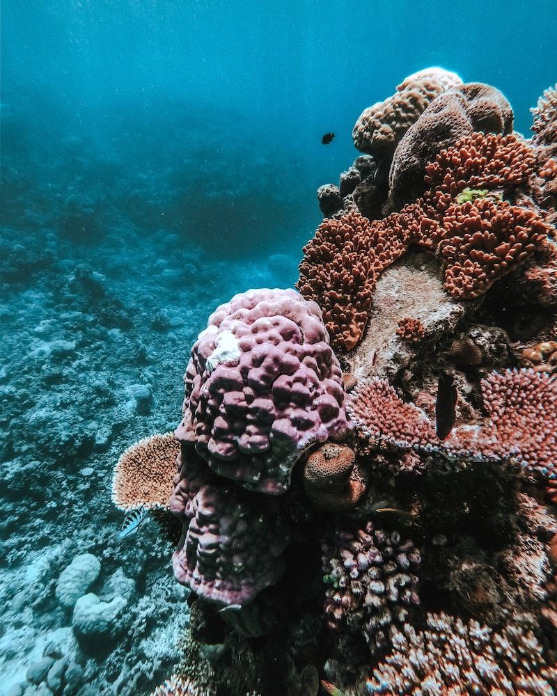 San hô muôn màu Great Barrier Reef.