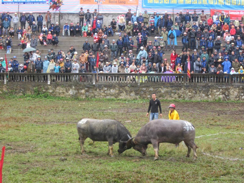 Chọi trâu Hà Giang nổi tiếng.