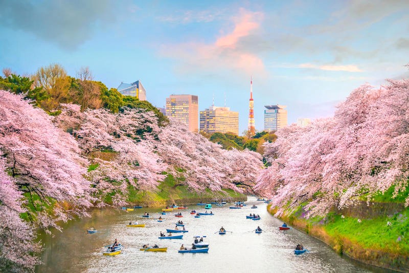 Công viên Kitanomaru, phía Bắc Hoàng cung Tokyo, là điểm du lịch lý tưởng.