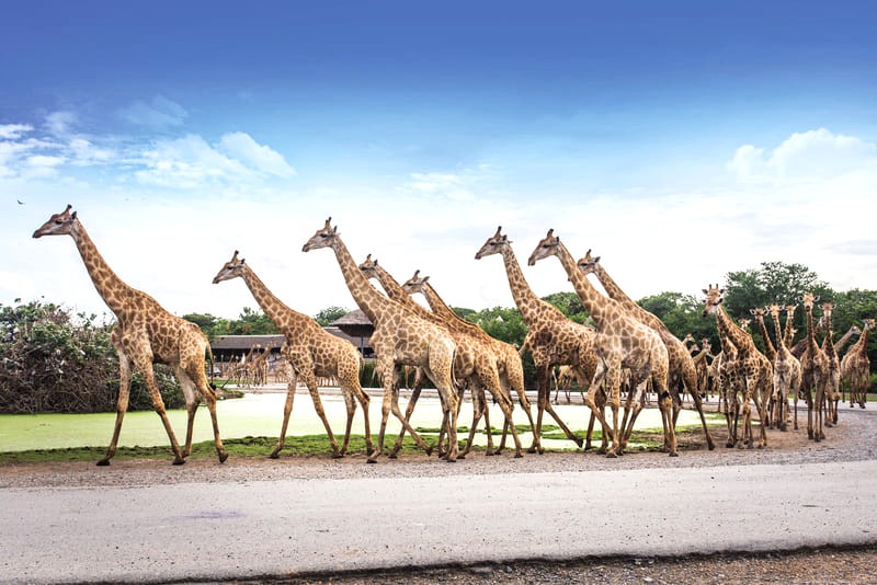 Safari World Bangkok là điểm đến lý tưởng cho những ai yêu thích khám phá thế giới động vật hoang dã, mang đến trải nghiệm khó quên.