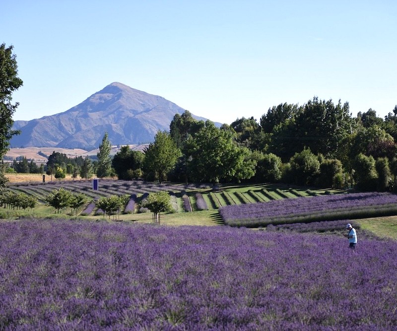 Wanaka, New Zealand, nổi tiếng với những cánh đồng hoa oải hương thơ mộng, nhuộm tím cả khung cảnh.